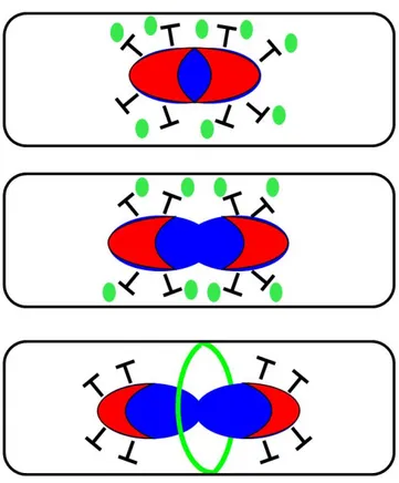 Figure 5 : Représentation des mécanismes d’action des protéines Noc et SlmA au cours  de la réplication du chromosome  