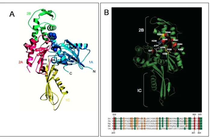 Figure 12 : Représentation tridimensionnelle de la protéine FtsA de T. maritima, et des  acides aminés de FtsA d’E