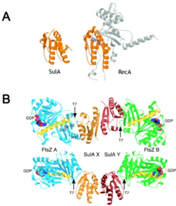 Figure 15 : Structure de la protéine SulA seule et en complexe avec FtsZ 