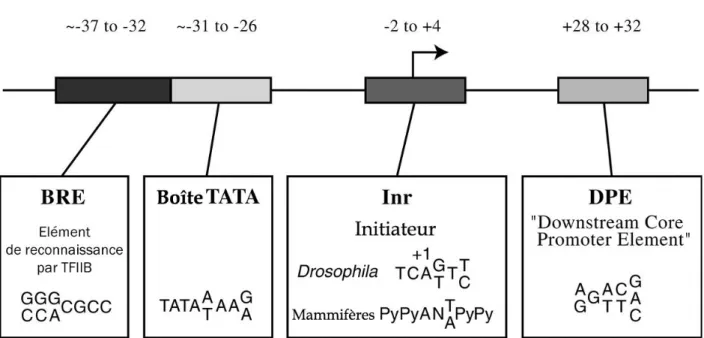Figure 2: Position des différents éléments d’un promoteur eucaryote. 