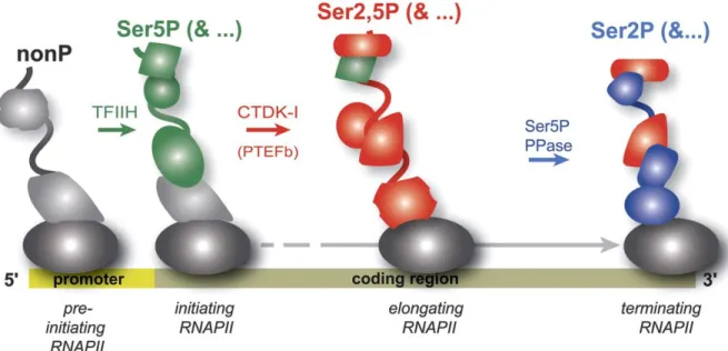 Figure 3: Profil de phosphorylation du CTD dicté par les facteurs associés à Pol II au cours de  la transcription