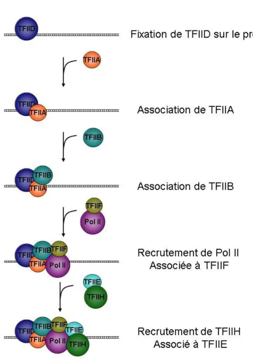 Figure 5: Schéma de la mise en place du complexe de préinitiation in vitro. 