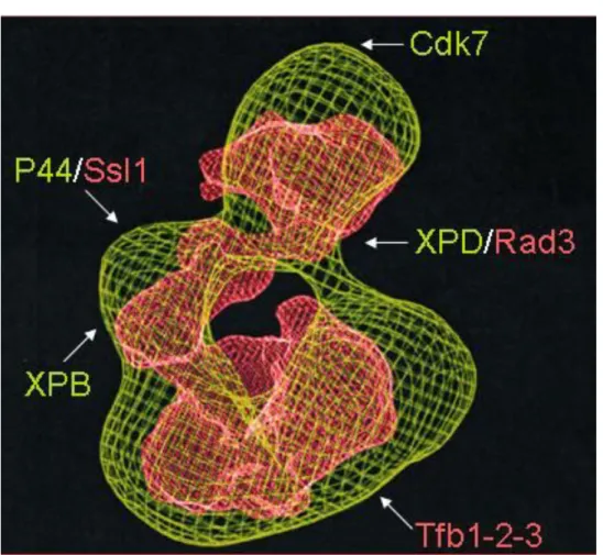 Figure 8: Modèle de microscopie électronique des complexes TFIIH humain et de levure 