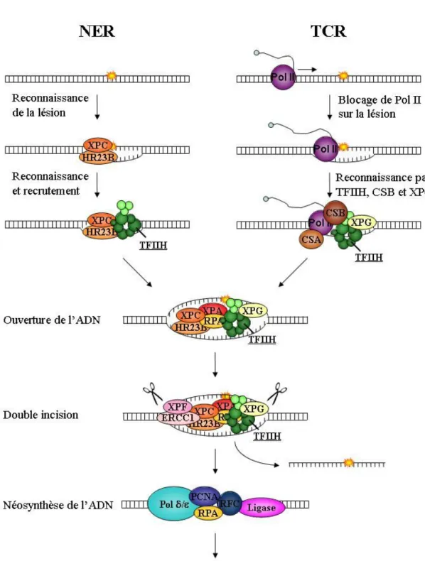 Figure 9: Schéma des différentes étapes de la NER et de la TCR. 