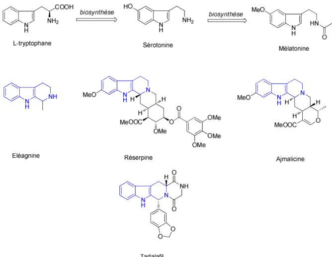 Figure 25 : Molécules biologiques apparentées aux tétrahydro-β-carbolines. Sont présentés successivement le  tryptophane et ses métabolites (sérotonine, mélatonine), des alcaloïdes naturels (éléagnine, réserpine, ajmalicine) et le 