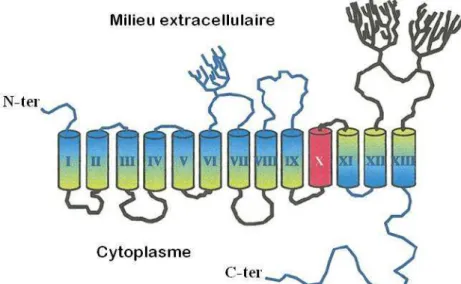 Figure 3. Modèle de structure secondaire actuellement accepté par la communauté scientifique  (d’après De la Vieja et al