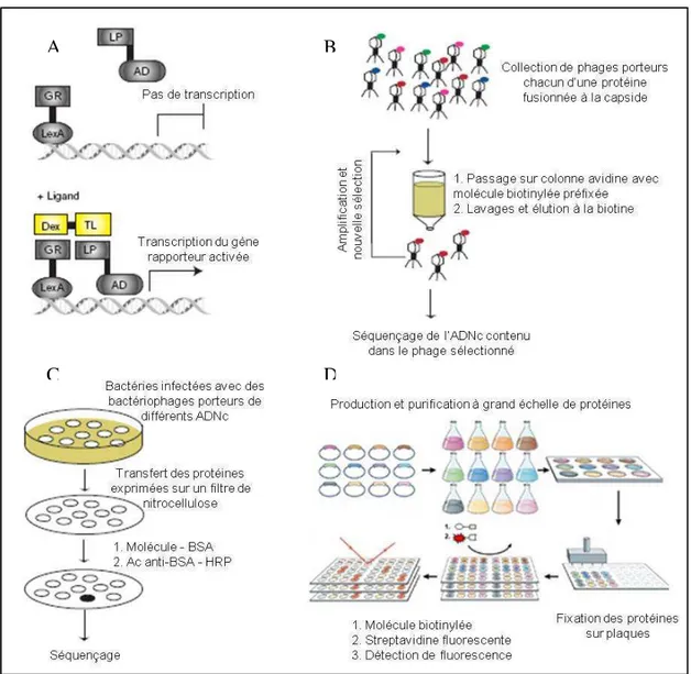 Figure 9. Représentation schématique des techniques génomiques basées sur l'affinité   entre une molécule et sa protéine cible (d’après King 94  et Kung et al