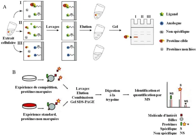 Figure 11. Méthodes pour distinguer les protéines cibles des protéines non spécifiques   (d’après Sato et al