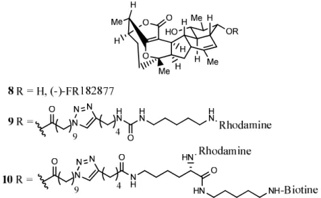 Figure 14. Sondes fluorescentes utilisées pour découvrir la cible protéique du composé (-)-FR182877   (d’après Adam et al