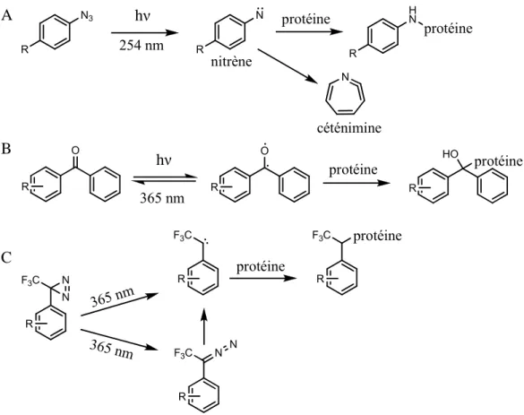 Figure 17. Principaux groupes photoréactifs employés en photomarquage d'affinité   (d’après Leslie et al