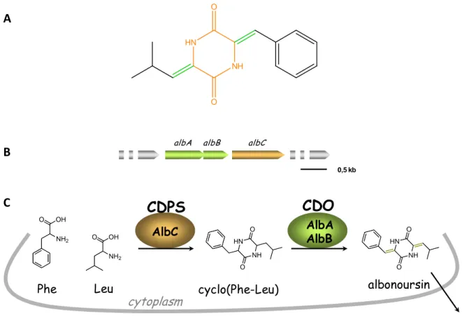 Figure 1: The albonoursin and its biosynthesis (Lautru et al. 2002). (A) Structure of albonoursin, with  the DKP skeleton shown in orange and the two α,β-dehydrogenations in green