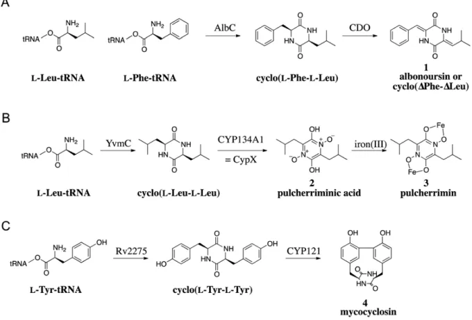 Figure  4:  The  CDPS-dependent  biosynthetic  pathways  of  albonoursin  1  (A),  pulcherrimin  3  (B)  and  mycocyclosin 4 (C) (Belin et al