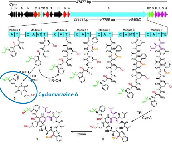 Figure 9: Biosynthetic gene cluster organization of cym and proposed biosynthesis of cyclomarin A (1)  and cyclomarazine A (5) (Schultz et al