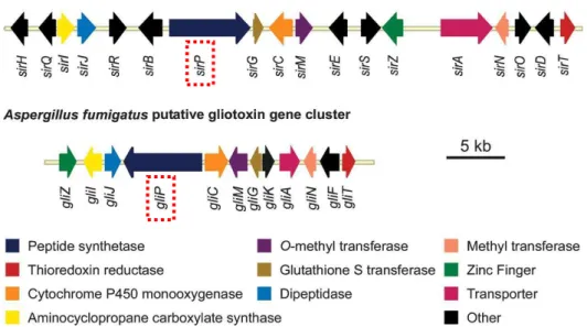 Figure 11: Comparison of the sirodesmin and gliotoxin biosynthetic gene clusters from Leptosphaeria  maculans and Aspergillus fumigatus, respectively (Gardiner et al