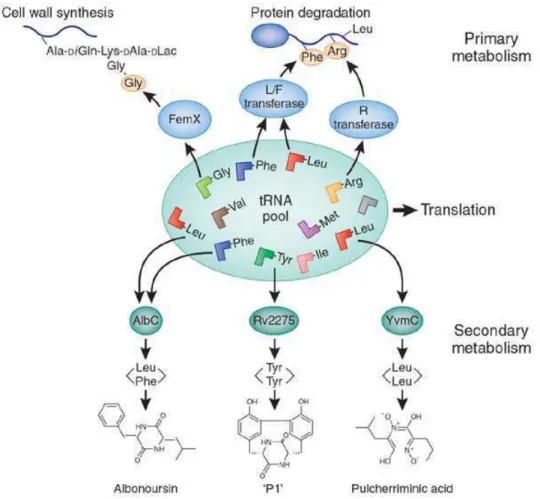 Figure 14: Some tRNAs are involved in primary processes such as cell wall formation, protein labeling  for  degradation,  biosynthesis  of  amino  acids  and  modification  of  porphyrin  and  lipids