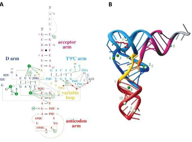 Figure  15:  Secondary  and  tertiary    structure  of  yeast  tRNA Phe  (Jovine  et  al