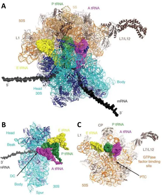 Figure  17:  Structure  of  the  ribosome  (Schmeing  and  Ramakrishnan  2009).  A,  Top  view  of  the  70S  ribosome with mRNA and A-P- and E-site tRNAs
