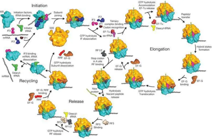 Figure  18:  Overview  of  bacterial  translation  (Schmeing  and  Ramakrishnan  2009)