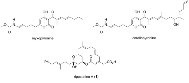 Figure 7. Structures des trois molécules agissant sur les bactéries Gram-positives selon le  nouveau mécanisme 