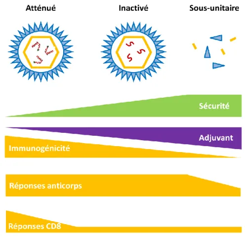 Figure 10 Profil de sécurité et d'immunogénicité des différents types de vaccins   (D’après B
