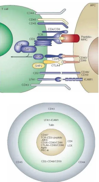 Figure 14 Vue générale de la synapse immunologique mature  D’après Huppa et al., 2003