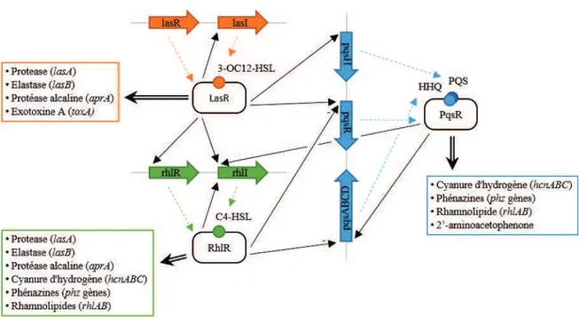 Figure 1-9 : Schéma simplifié du fonctionnement du quorum sensing de  Pseudomonas  Aeruginosa