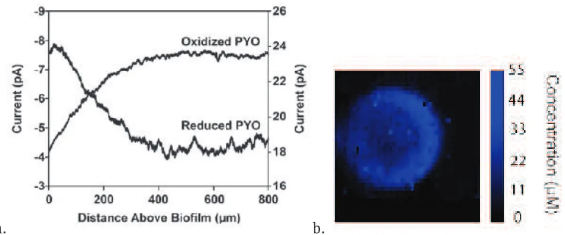 Figure 1-23 : a. Etat d’oxydation de PYO selon la distance de mesure au-dessus d’un  biofilm de PA [79] ; b