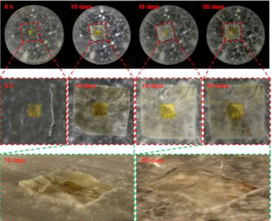 Figure  I.11  Photographies  des  portes  logiques  imprimées  sur  nanofibres  de  cellulose  à  différents  stades de décompositions [JUN15]