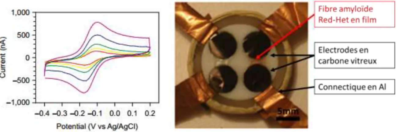 Fig II.1  MESURE  CV  D ’ UN FILM DE NANOFILS DE PROTEINES  R ED -H ET ET DISPOSITIF PERMETTANT LA MESURE 