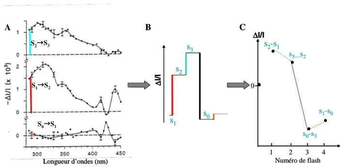 Figure  44 :  Schéma  explicatif  des  séquences  d’amplitudes  de  changements  d’absorption