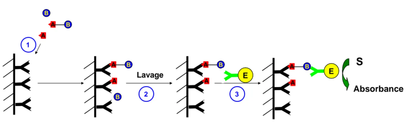 Figure 18. Méthode immunometrique à deux sites (sandwich). Anticorps noir = anticorps de capture, anticorps vert 