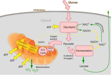 Figure 1.6  Consommation de glucose et réserve d'énergie de l'organisme (symbolisé par &#34;ATP&#34;, adénosine triphosphate)
