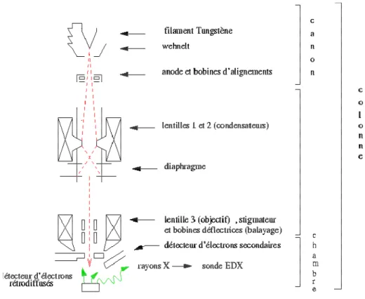 Figure 2. 5 : Schéma d’une colonne d’un microscope électronique à balayage utilisant  un filament de tungstène comme canon à électrons