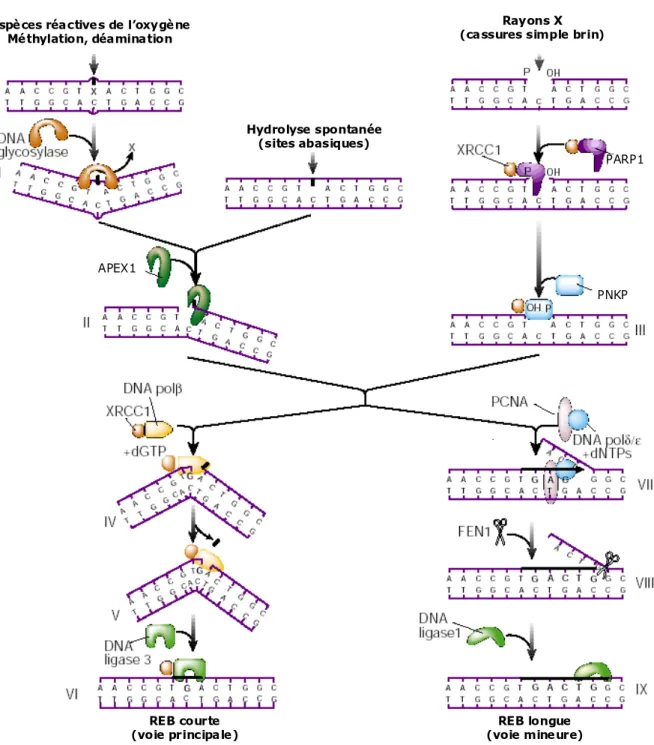 Figure 1 Mécanismes de réparation par excision de base (REB) (d’après Hoeijmakers [2]) 