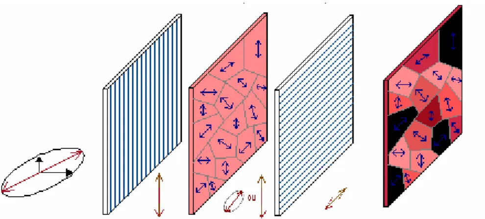 Figure 26 : Observation entre polariseur et analyseur croisés d’un matériau biréfringent présentant des  domaines d’orientations différentes