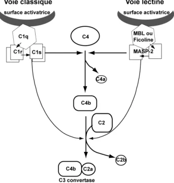 Figure B.7.1. Schéma des  cascades d’activation  moléculaire du système du  complément par les voies  classique et lectine