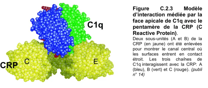 Figure  C.2.3  Modèle  d’interaction médiée par la  face apicale de C1q avec le  pentamère  de  la  CRP  (C  Reactive Protein)