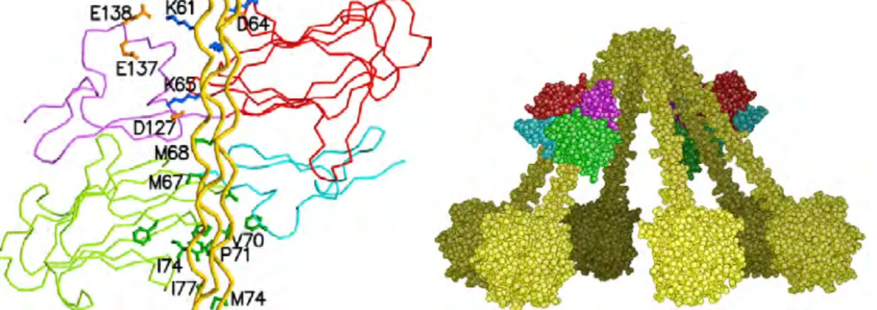 Figure  C.3.2.  Hypothèse  d’interaction  entre  les  bras  de  C1q  (jaune)  et  les  parties  N-terminales  CUB-EGF  de  l’hétérodimère    C1r  (rouge-magenta)  -  C1s  (vert-bleu)