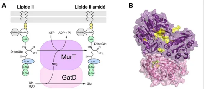 Figure 5. Le complexe MurT-GatD qui catalyse l’amidation du Lipide II. A. Schématisation de la réaction  d’amidation du Lipide II catalysée par le complexe MurT-GatD