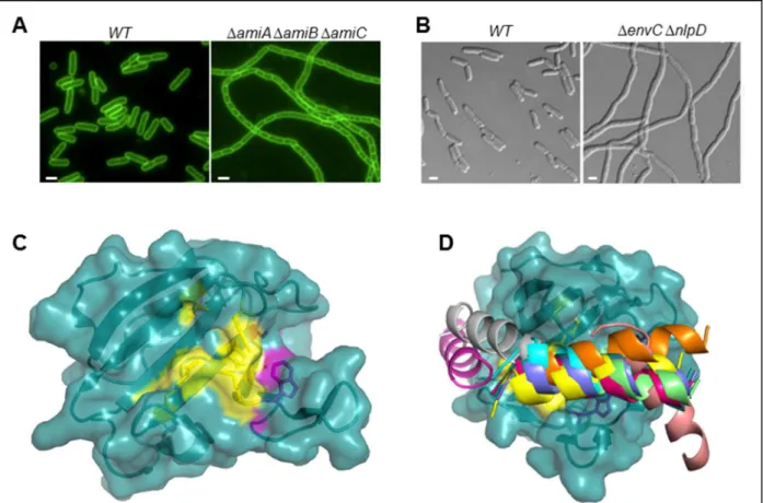 Figure 12. Activation des amidases AmiA-C par les facteurs LytM. A. Visualisation des membranes, marquées  par du FM4-64, d’une souche d’E