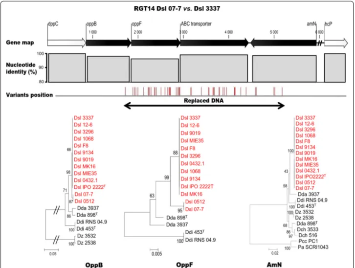Fig. 5 Replacing HGT region 14 (RGT14 07-7 ) in D .solani 07-7. Gene map indicates the synteny conservation with Dsl 3337