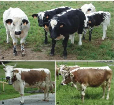Figure 1 | Colour-sided Belgian blue and brown Swiss animals. a, All represented Belgian blue animals are heterozygous Cs/1