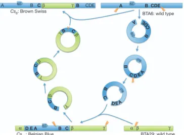 Figure 3 | Model for the generation of the colour-sided Cs 29 and Cs 6 alleles by serial translocation via circular shuttling intermediates.