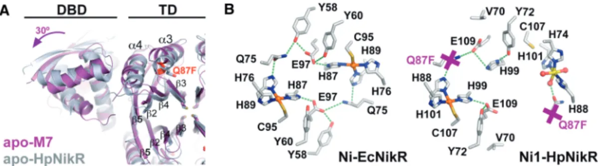 Figure 8. Apo-M7 structure suggests a weakening of b3–b 0 3 interactions and the disruption of the hydrogen bond network