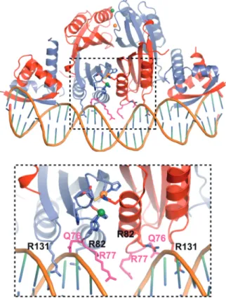Figure 9. X sites tune the DNA-binding properties of HpNikR through the stabilization of b2–a3 loop and R77 availability