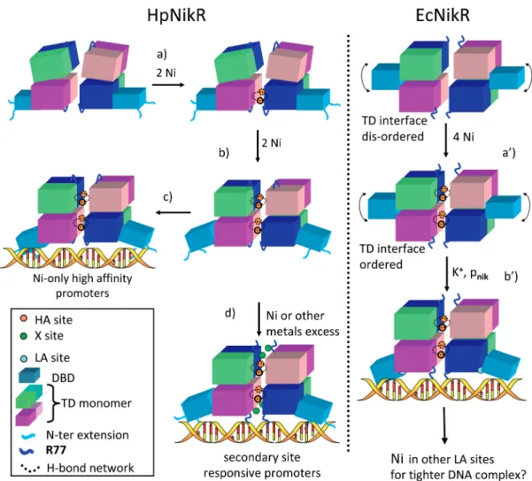 Figure 10. Schematic representation of the regulation mechanisms of the NikR proteins in H