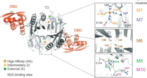 Figure 1. Structural organization of Nickel bound HpNikR. (Left) Ribbon diagram of the overall Ni-HpNikR structure (14) in a view parallel to the crystallographic 2-fold axis