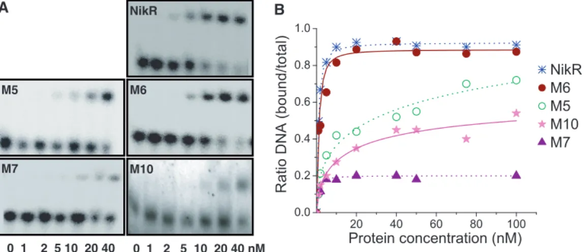 Figure 3. DNA-binding properties of HpNikR and derivatives to PnixA. (A) Titration of the nixA aﬃnity of HpNikR and mutants by EMSA with increasing protein concentrations from 1 to 40 nM against 450 pM P nixA 