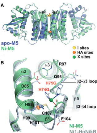 Figure 7. Apo- and Ni-bound structures of M5 reveal an absence of X sites. (A) Structural comparison of apo-M5 (blue) with Ni-M5 structure (green)