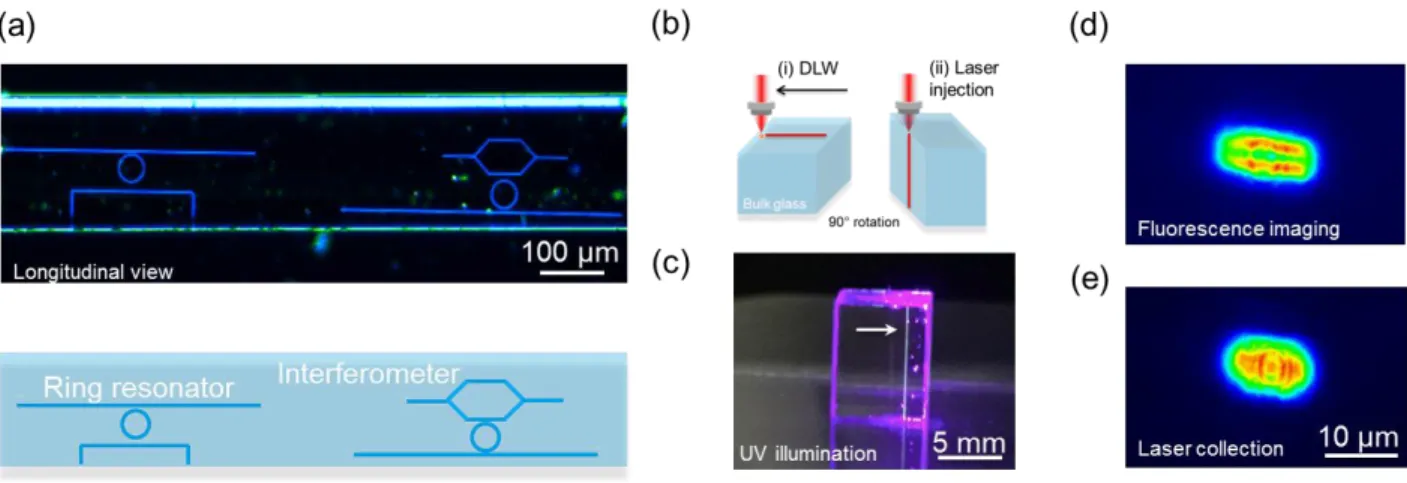 Figure  5  Waveguiding  evidence  in  silver  zinc-phosphate  bulk  glass  (a)  Ring  resonators  and  Mach-Zehnder interferometer written in ribbon fibers (λ Excitation  = 405 nm) (b) Schematic of the  experiment:  DLW  in  the  linear  x  translation  fo